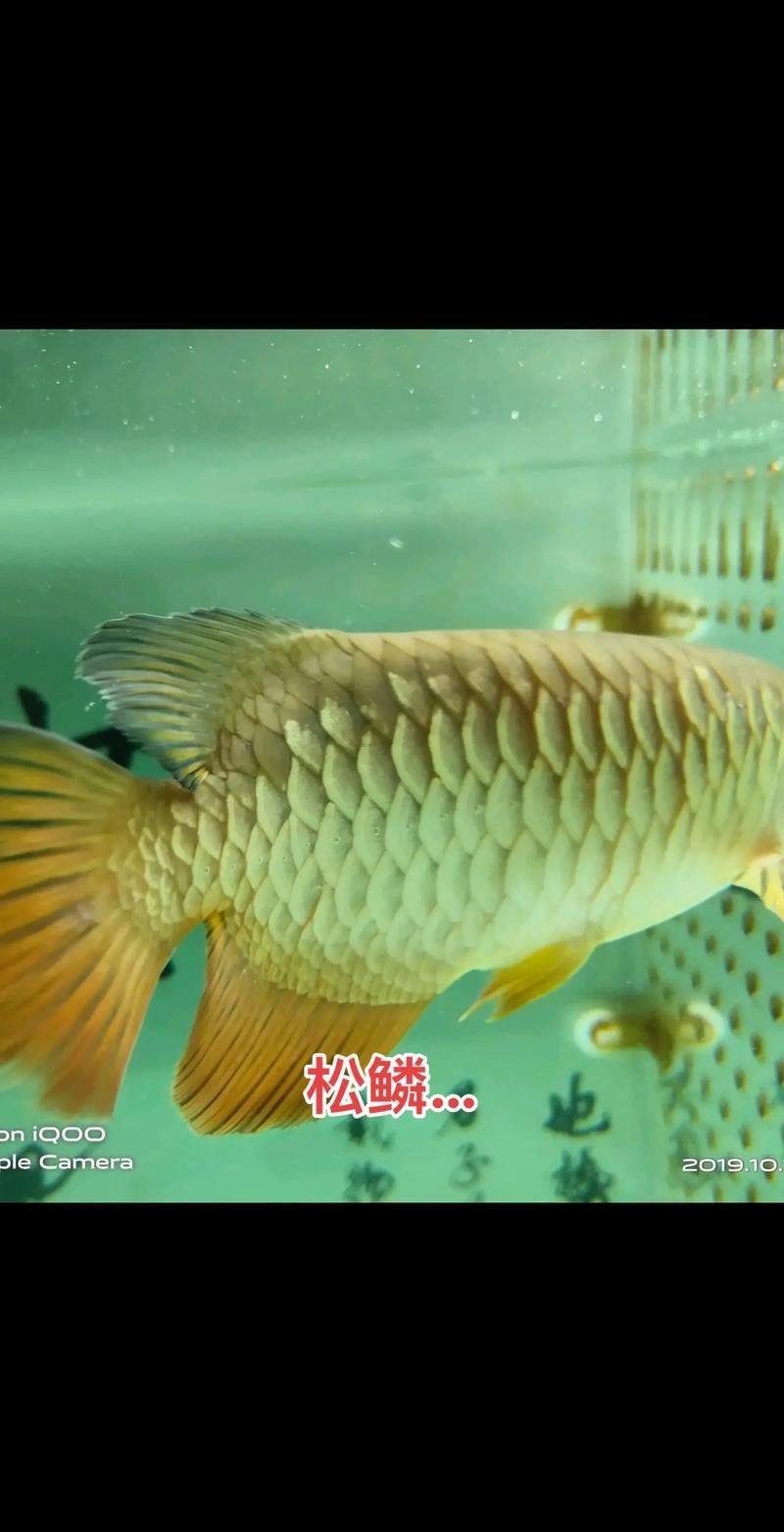 龍魚(yú)松鱗圖片