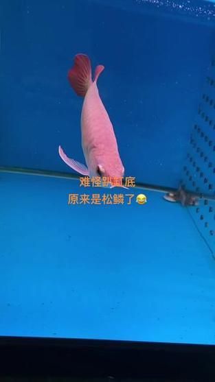 龍魚(yú)松鱗圖片