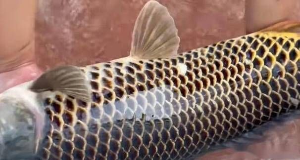 龍魚(yú)松鱗圖片