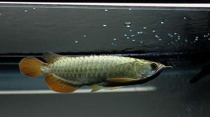 龍魚多少溫度最好養活：龍魚多少溫度最好養活龍魚多少溫度最好養活
