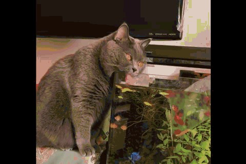 龍魚能夠吃老鼠嗎？：龍魚能吃老鼠嗎，