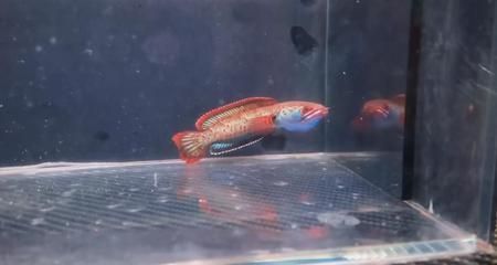 雷龍魚怎么訓(xùn)練吃飼料(如何訓(xùn)練雷龍魚吃飼料) 龍魚百科 第3張 雷龍魚怎么訓(xùn)練吃飼料(如何訓(xùn)練雷龍魚吃飼料) 雷龍魚怎么訓(xùn)練吃飼料(如何訓(xùn)練雷龍魚吃飼料) 龍魚百科 第3張