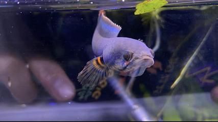 雷龍魚怎么訓(xùn)練吃飼料(如何訓(xùn)練雷龍魚吃飼料) 龍魚百科 第1張 雷龍魚怎么訓(xùn)練吃飼料(如何訓(xùn)練雷龍魚吃飼料) 雷龍魚怎么訓(xùn)練吃飼料(如何訓(xùn)練雷龍魚吃飼料) 龍魚百科 第1張