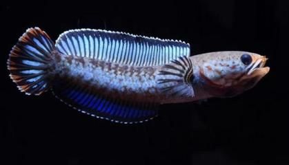 雷龍魚怎么訓(xùn)練吃飼料(如何訓(xùn)練雷龍魚吃飼料) 龍魚百科 第4張 雷龍魚怎么訓(xùn)練吃飼料(如何訓(xùn)練雷龍魚吃飼料) 雷龍魚怎么訓(xùn)練吃飼料(如何訓(xùn)練雷龍魚吃飼料) 龍魚百科 第4張