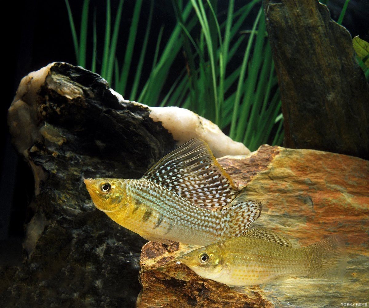 曼龍魚是什么魚 曼龍魚是什么魚 龍魚百科 第4張