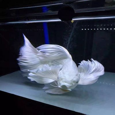 蝴蝶龍魚價格表（蝴蝶魚價格批發報價、批發報價、價格大全m.1688）
