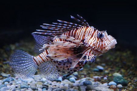 蝴蝶龍魚價格表（蝴蝶魚價格批發報價、批發報價、價格大全m.1688）