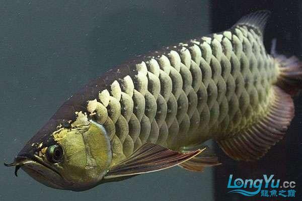 金龍魚過背和不過背的區別圖片