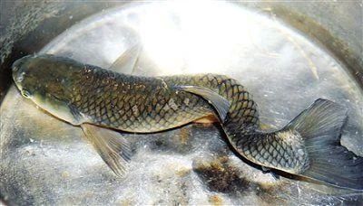 龍魚尾巴總是往下沉什么原因：龍魚尾巴下沉可能由多種原因引起，