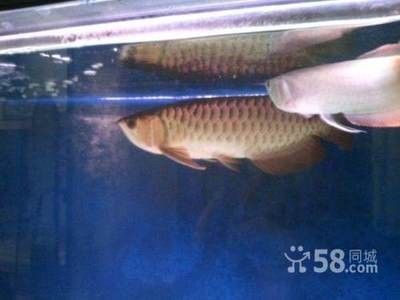 龍魚多少一只比較好：如何選擇一只龍魚