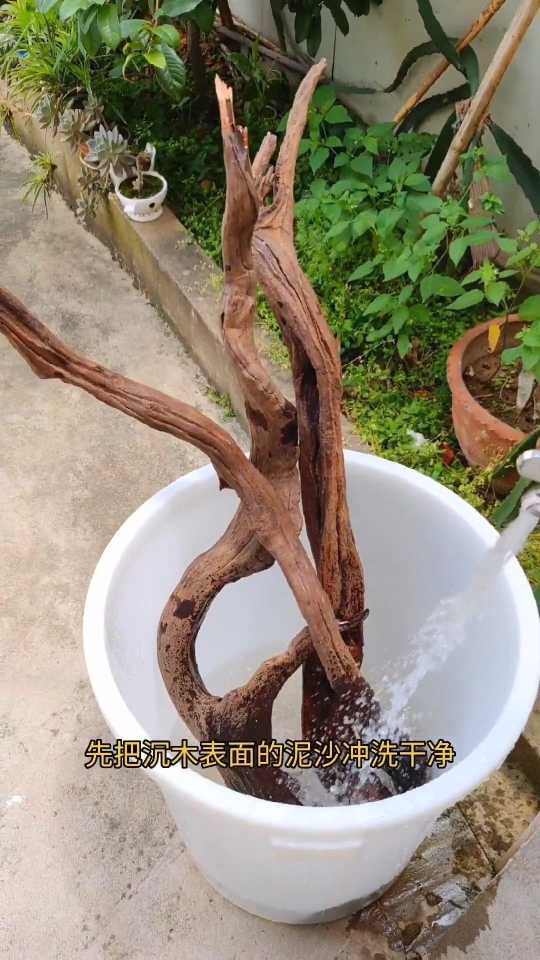 沉木消毒的具體方法