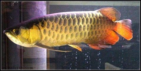 金龍魚吃啥長的快：金龍魚吃什么長得快 金龍魚吃啥長的快：金龍魚吃什么長得快 龍魚百科 第1張