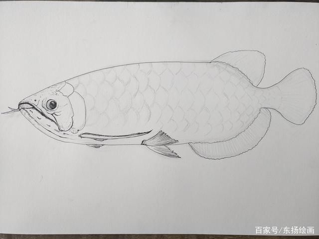 手繪龍魚：手繪龍魚是一種藝術創作可以通過各種方式進行表現 手繪龍魚：手繪龍魚是一種藝術創作可以通過各種方式進行表現 龍魚百科 第1張