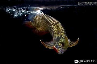 龍魚(yú)吃火腿好嗎：龍魚(yú)可以吃火腿嗎？