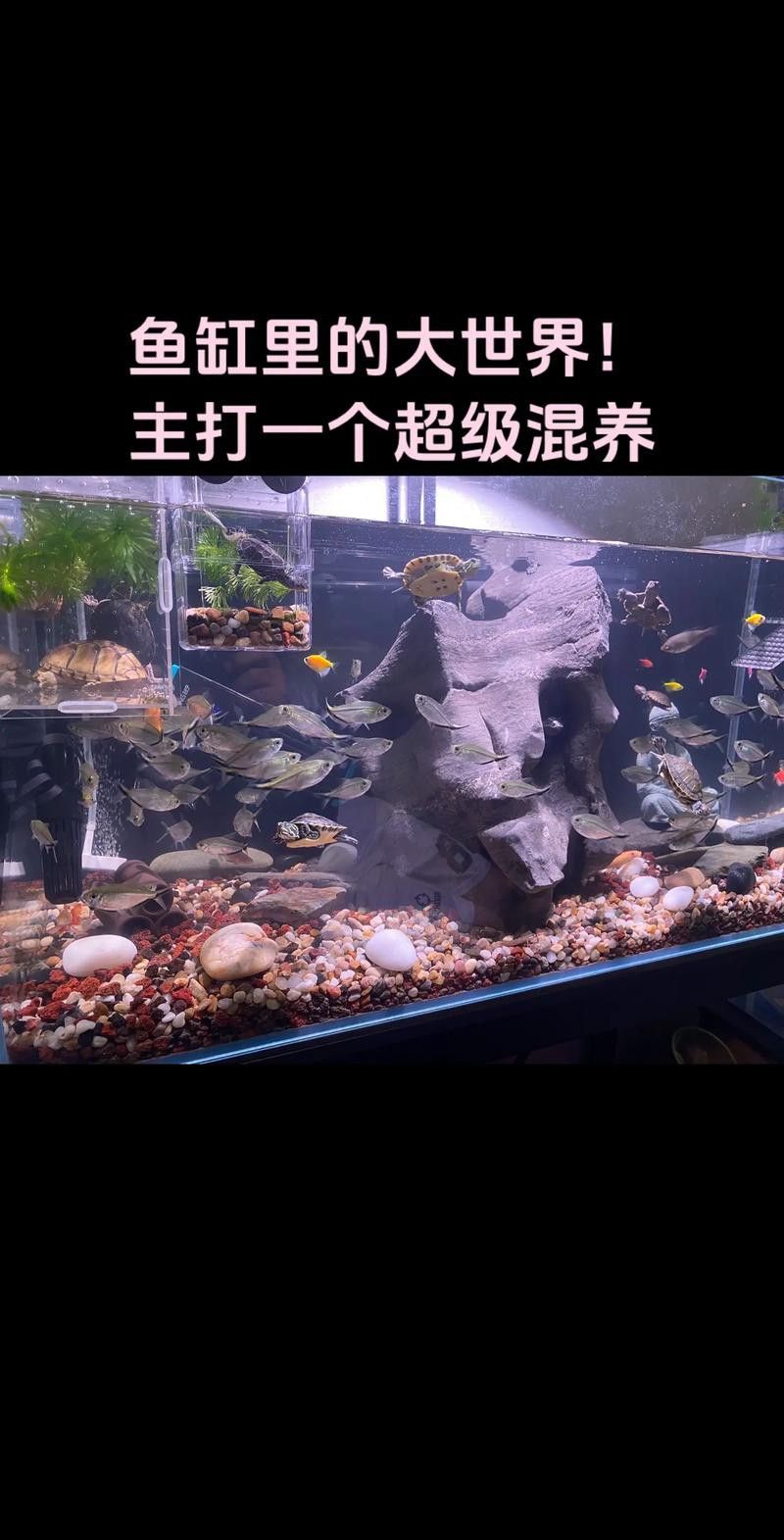 紅龍魚和豬鼻龜可以混養嗎圖片