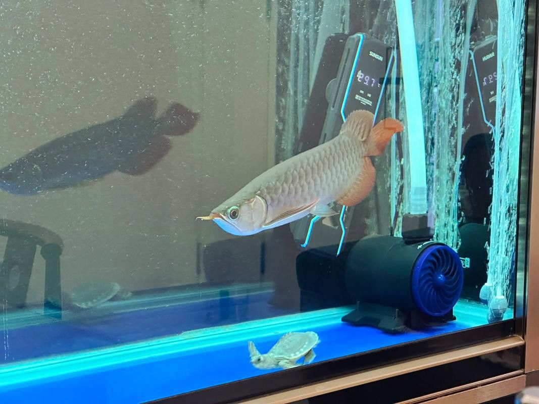 紅龍魚和豬鼻龜可以混養嗎圖片