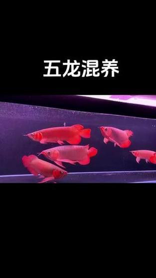 紅龍魚和豬鼻龜可以混養嗎圖片