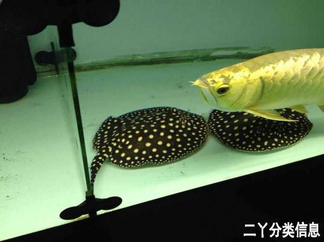 紅龍魚和豬鼻龜可以混養嗎圖片