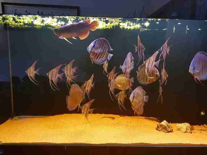 紅龍魚和豬鼻龜可以混養嗎圖片