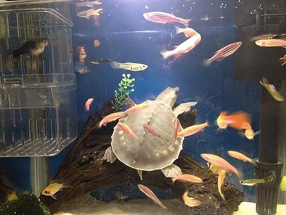 紅龍魚和豬鼻龜可以混養嗎圖片