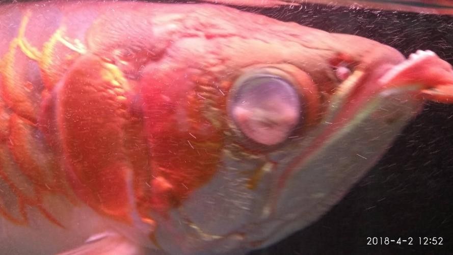 龍魚(yú)蒙眼癥狀圖片大全