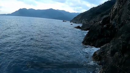 雷龍魚白毛什么樣：雷龍魚身上出現白毛是怎么回事