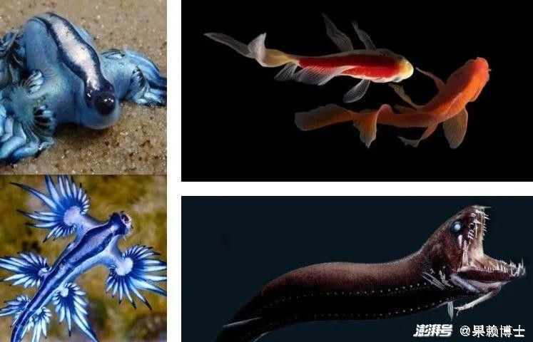 銀龍魚嘴上的須子是干嘛的 銀龍魚嘴上的須子是干嘛的 龍魚百科 第2張