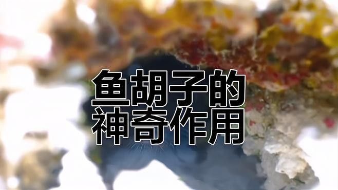 銀龍魚嘴上的須子是干嘛的 銀龍魚嘴上的須子是干嘛的 龍魚百科 第1張