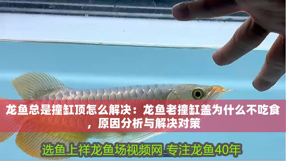 龍魚總是撞缸頂怎么解決：龍魚老撞缸蓋為什么不吃食，原因分析與解決對策