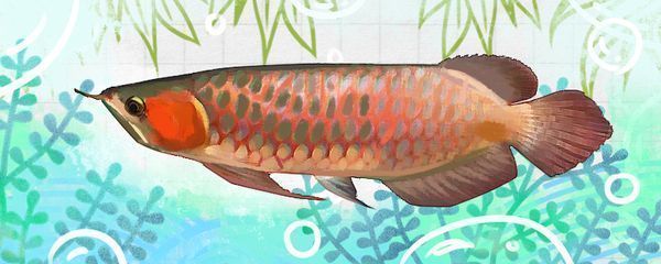 紅龍魚喂小魚好不好呢（喂紅龍魚小魚的優缺點分析）