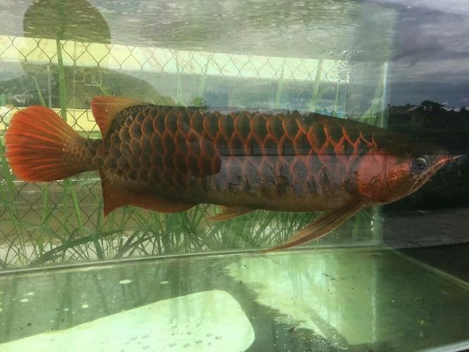 龍魚十大漁場排名榜圖片