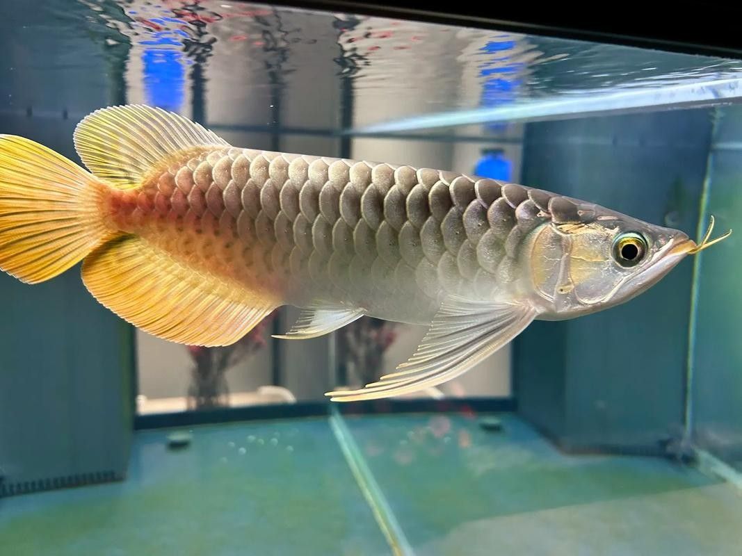 龍魚十大漁場排名榜圖片