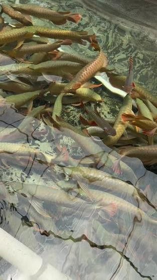 龍魚十大漁場排名榜圖片