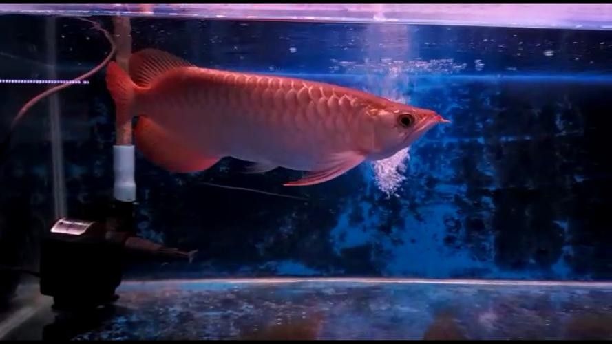 龍魚十大漁場排名榜圖片