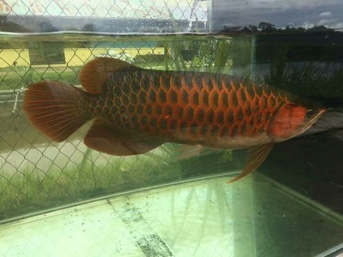 龍魚十大漁場排名榜圖片
