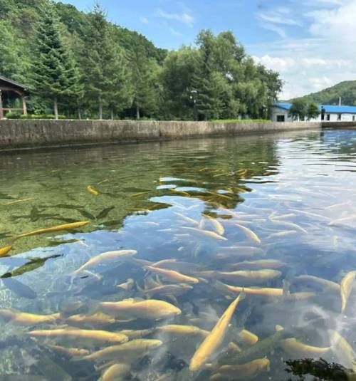 龍魚十大漁場排名榜圖片