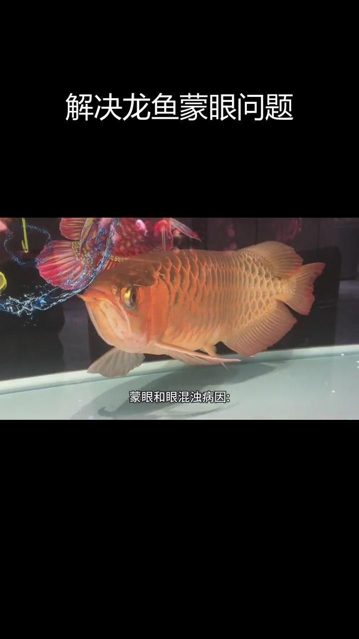 紅龍魚(yú)蒙眼初期有哪些癥狀？ 紅龍魚(yú)蒙眼初期有哪些癥狀？ 龍魚(yú)百科 第1張