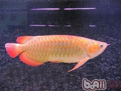 龍魚容易養死嗎為什么：龍魚容易死亡的原因