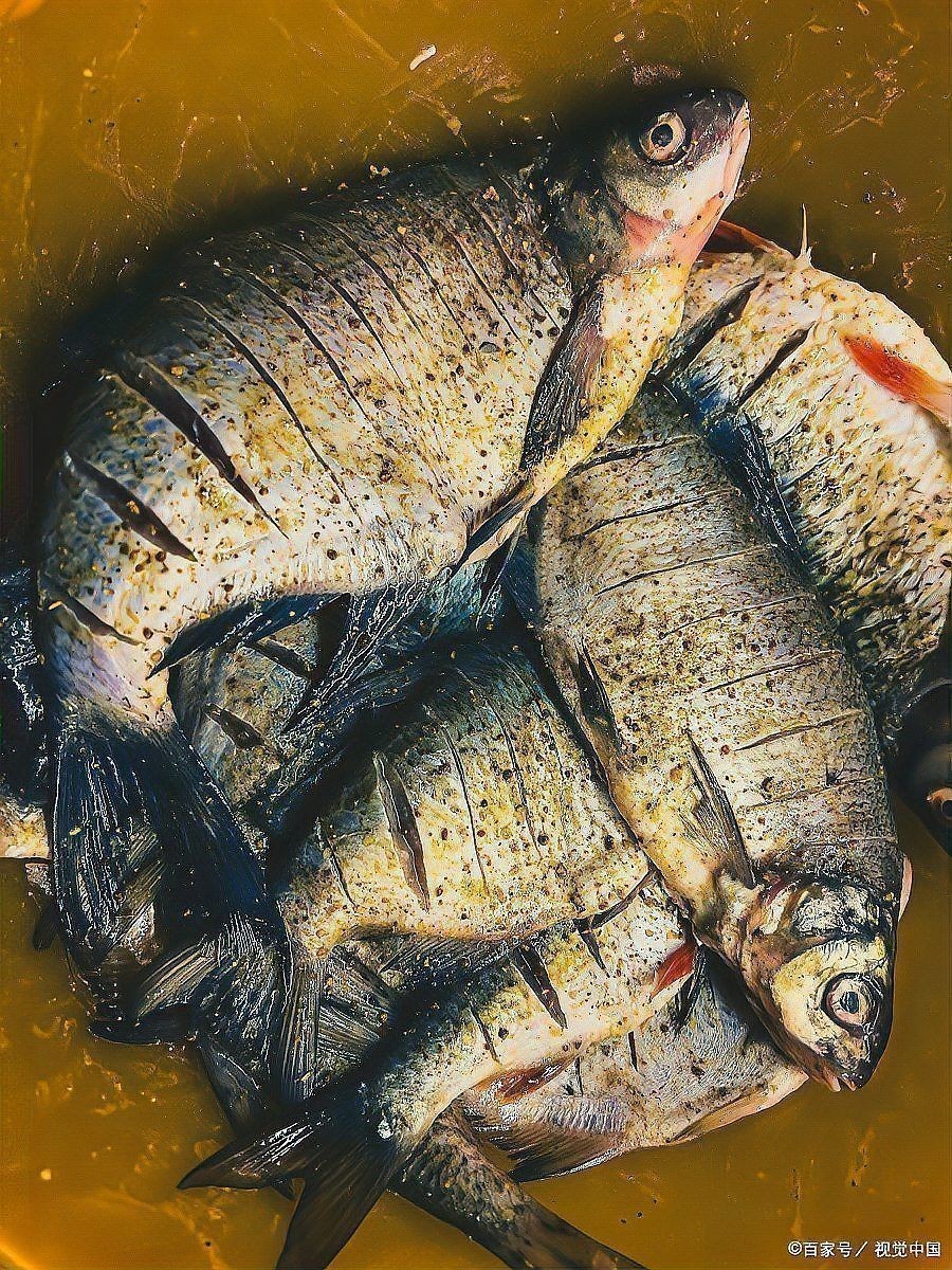 如何預防魚類爛鰓病的發生？