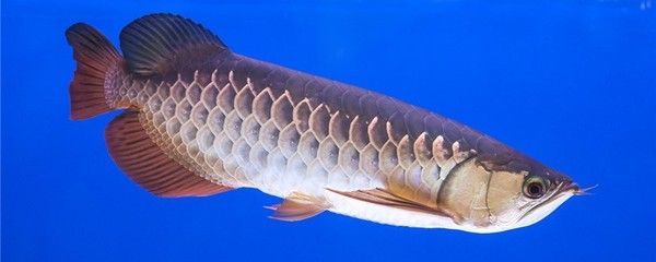 龍魚吃蚊子嗎會(huì)死嗎:龍魚可以吃蚊子嗎 龍魚百科 第1張 龍魚吃蚊子嗎會(huì)死嗎:龍魚可以吃蚊子嗎 龍魚吃蚊子嗎會(huì)死嗎:龍魚可以吃蚊子嗎 龍魚百科 第1張