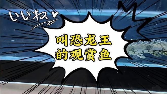恐龍魚是什么魚 恐龍魚是什么魚 龍魚百科 第4張