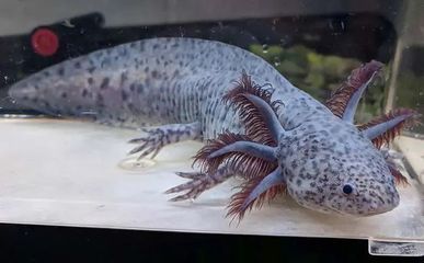 六角恐龍魚會走路嗎（六角恐龍魚的生活習性）