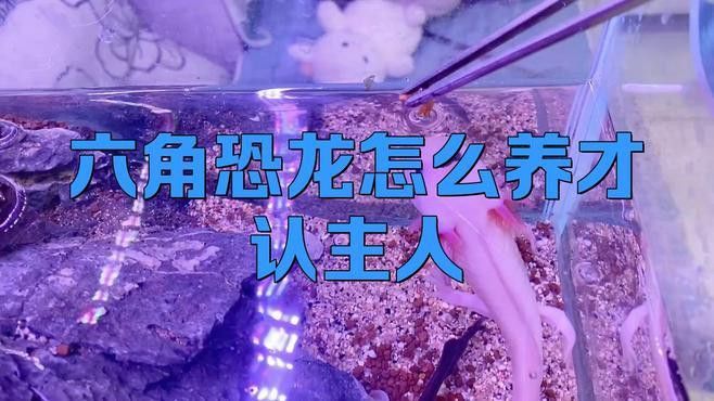 如何與六角恐龍魚互動？