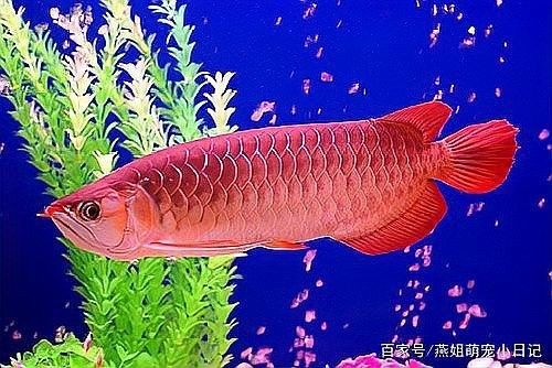 龍魚散尾是怎么回事啊