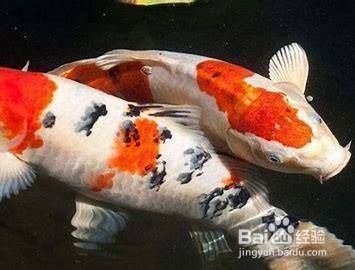 大正錦鯉魚的飲食搭配指南,大正錦鯉魚的飲食搭配指南,冬季飼養錦鯉的注意事項 龍魚百科 第1張 大正錦鯉魚的飲食搭配指南,大正錦鯉魚的飲食搭配指南,冬季飼養錦鯉的注意事項 大正錦鯉魚的飲食搭配指南,大正錦鯉魚的飲食搭配指南,冬季飼養錦鯉的注意事項 龍魚百科 第1張