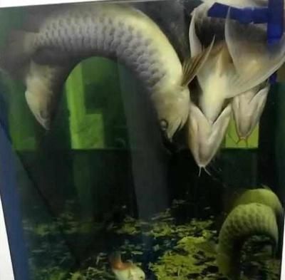 龍魚缸沒電多久會死魚：關于龍魚缸停電后龍魚存活時間的詳細信息
