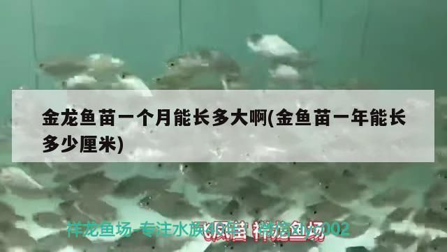 金龍魚魚苗多久能長大(金龍魚多久能長大) 龍魚百科 第2張 金龍魚魚苗多久能長大(金龍魚多久能長大) 金龍魚魚苗多久能長大(金龍魚多久能長大) 龍魚百科 第2張