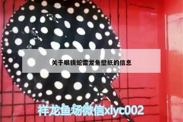 哈爾濱金龍魚代理電話號碼查詢（哈爾濱金龍魚代理電話號碼查詢方式）