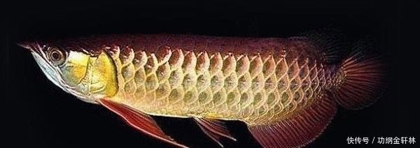金龍魚鱗片翹起來：金龍魚為什么會翹起來？
