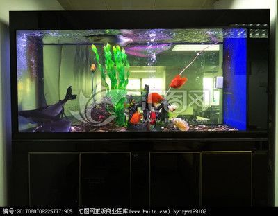 養九條龍魚需要多大的魚缸合適：養龍魚要用多大的魚缸